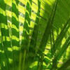 Palm Sunday - 10:45 Worship